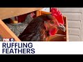 Waukesha backyard chicken ordinance ruffles feathers | FOX6 News Milwaukee