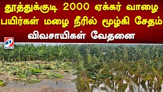 தூத்துக்குடி 2000 ஏக்கர் வாழை பயிர்கள் மழை நீரில் மூழ்கி சேதம் - விவசாயிகள் வேதனை