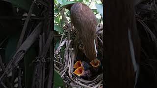 画眉鸟夫妇养育它们的四个孩子 EP10.1 #birds #birdsounds #nature