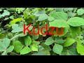 How good Kudzu can really be