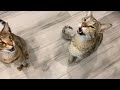 Savannah Cats Yelling For Dinner! Loud Meow! #cute #cats #meowing