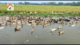 চলন বিলে ভির করছেন ভ্রাম্যমান হাঁস খামারিরা। এসময় হাঁস পালনের পুরোটাই লাভ। সিরাজগঞ্জের হাঁসের খামার।