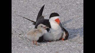 Sarasota's black skimmers return to nest for fourth year