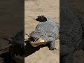 world s oldest crocodile ever