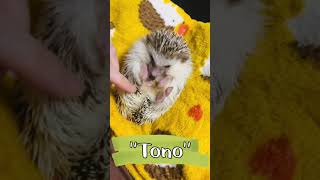 ハリネズミの寝顔は一瞬で…Hedgehog sleeping face