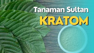 Mengenal Kratom: Sejarah, Efek, Penggunaan serta bisnisnya