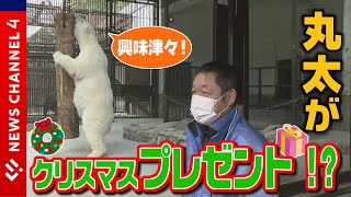 【ホッキョクグマ・ピース】興味津々…　一足早いクリスマスプレゼント　とべ動物園＜NEWS CH.4＞