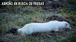 Armiño en busca de presas