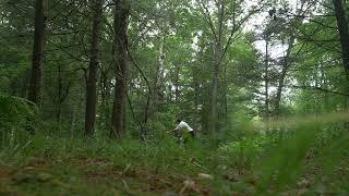 Giant Tree Falls Down in Woods