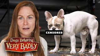 French Bulldog's Habit That's Shocking His Family! | Dogs Behaving Very Badly