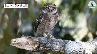 Spotted Owlet call। Spotted Owlet । Owl call। Wildlife Photography ।Birding । Ujjal Sarkar(Rocky)