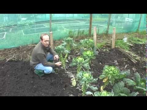 Mr Sam the allotment man picking brussels sprouts! Mr Sam the allotment man picking brussels sprouts!