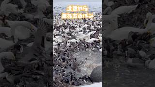 【新潟】すごい数の白鳥とカモ！土管から溢れる出るパンに大興奮【野鳥】