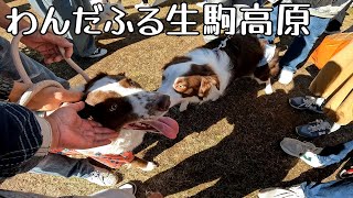 わんだふる生駒高原にいってきた！　モカとおでかけ Vol.29#ボーダーコリー#bordercollie #モカとおでかけ#わんだふる生駒高原