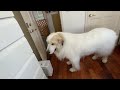 お母さんの部屋でのんびりくつろいだアランとベルです　great pyrenees　グレートピレニーズ