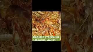 Риболовна сітка по супер ціні. Ідеальний помічник для риболова. Риби буде повна сітка. Акція - 53 %