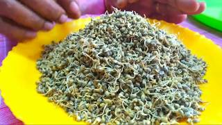 How to make kambu Spouts -|முளைகட்டிய  - அறுசுவை நிறைந்த முளைகட்டிய கம்பு - குழந்தையின்மை போக்கும்