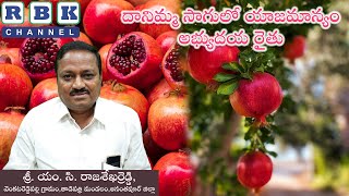 దానిమ్మ సాగులో యాజమాన్యం - అభ్యుదయ రైతు ll శ్రీ. యం. సి. రాజశేఖర్రెడ్డి, వెంకటరెడ్డిపల్లి గ్రామం