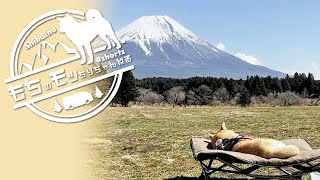 【ふもとっぱら 】富士山前でくつろぐ柴犬【Shiba inu】 #shorts