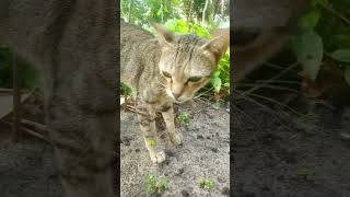 Creamy treat crab flavour for cat #shorts #youtubeshorts