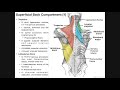 Superficial Back Muscles | Origins, Insertions, Actions, Etc