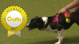 Flyball - Team Finals | Crufts 2017