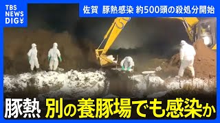 豚熱感染の疑い　殺処分開始　感染が確認されれば飼育している約1万頭を殺処分する方針　佐賀・唐津市｜TBS NEWS DIG