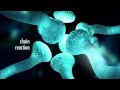 Neurons and Memory formation Neurons and Memory formation