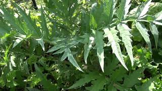 Green Globe artichoke | Cynara cardunculus | my 4th attempt to grow artichoke