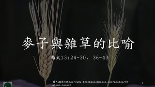 0119 主日講道 麥子與雜草的比喻