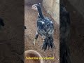 கிளிமூக்கு விசிறிவால் பூதி நிற கோழிக் குஞ்சு. parrot beak long tail grayish chick. in sri lanka.