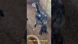 கிளிமூக்கு விசிறிவால் பூதி நிற கோழிக் குஞ்சு. Parrot beak long tail grayish chick. In SRI LANKA.