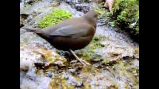 カワガラス　長野県・白糸の滝にて