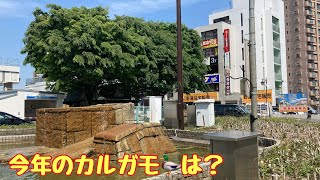 【今年のカルガモは？】東村山駅東口の池の現在