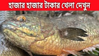 সরাসরি টাকার খেলা! যত টাকাই হোক নিলাম জিততে হবে, আড়িয়াল বিলের বড় কৈ today fish market video.