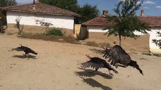 TURKEY İDDiA Ediyorum ŞOK olacaksınız  Uçan Hindiler