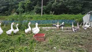 아프리카거위 ㅡ Africa goose ㅡ African geese