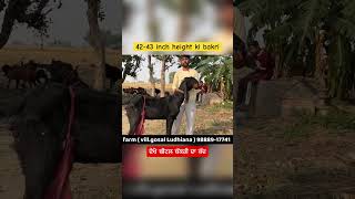 42-43 inch height ki bakri ਦੇਖੋ ਬੀਟਲ ਬੱਕਰੀ ਦਾ ਕੱਦ