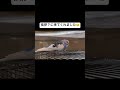 まったり中のインコが挨拶に来てくれました☺️ セキセイインコ セキセイインコのいる暮らし