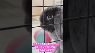 ♡今日も元気にモフモフ♡【オープニングのセリフ】