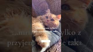 #4 Czy wiesz że, koty... #shorts #cats #facts #ciekawostki #koty #cat