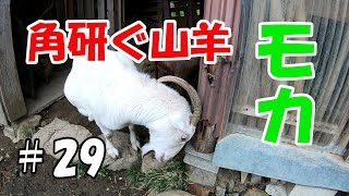 角研ぐ山羊　goat who likes people  ＃２９　そんなとこで角を研がないで