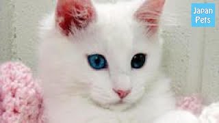 【歌いながら歩く猫】ターキッシュアンゴラの性格や販売価格は？ - Japan Pets