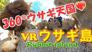 360°うさぎ天国♡　-VRうさぎ島-　/ -VR-  Rabbit (Ohkuno-shima) Island