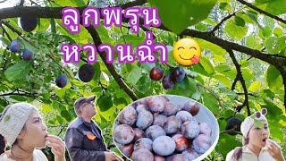 เก็บลูกพรุนกินจากต้นฉ่ำๆหวานๆ😋 2.9.2021 🇫🇮