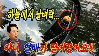 12946회. 아파트 단지 내를 서행하던 중에 블박차 앞 유리로 마로니에 나무 열매가 떨어져서 유리가 파손된 사건