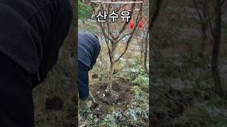 봄엔 노란꽃 🌼 가을엔 빨간 열매🍒 매력만점 조경수 [ 산수유나무 ]