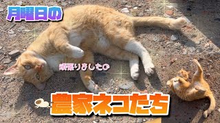 【6/3】月曜日も元気いっぱいな農家ネコたち🐈‍⬛🐈【農園生活ダイジェスト】