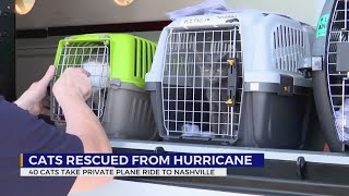 Cats rescued from hurricane