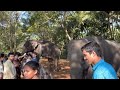 sakrebyle elephant camp karnataka jungle lodges and resorts jlr